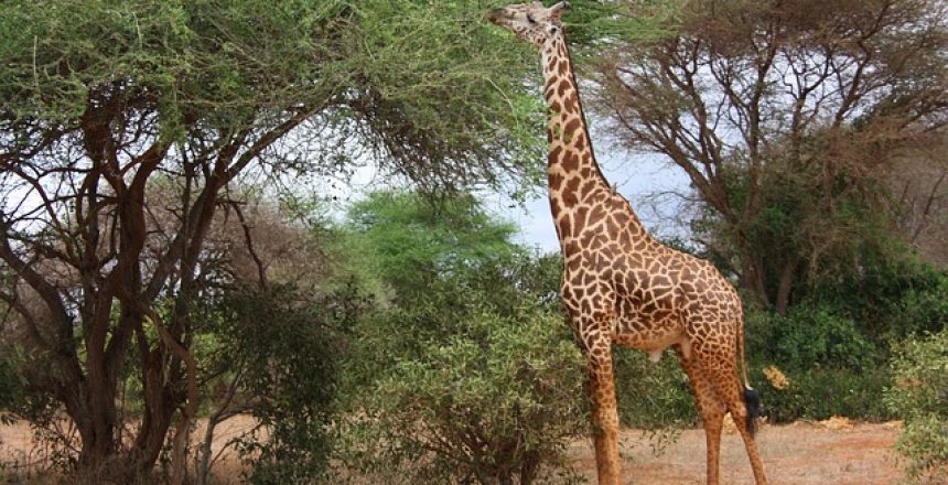 טיול ספארי פרטי